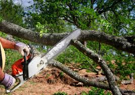 How Our Tree Care Process Works  in  Jersey Shore, PA