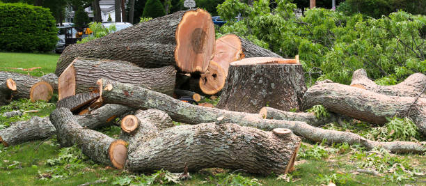 Jersey Shore, PA Tree Care Company